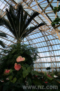 Exotic Plants in Cuningham Glasshouse